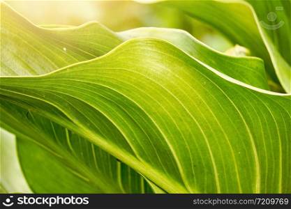 green plant leaves textured in autumn in the nature
