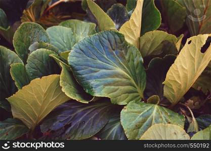 green plant leaves textured in summer