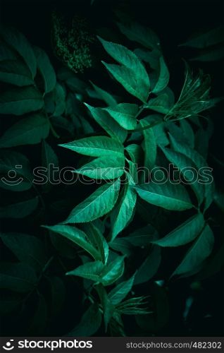 green plant leaves textured in the garden in springtime