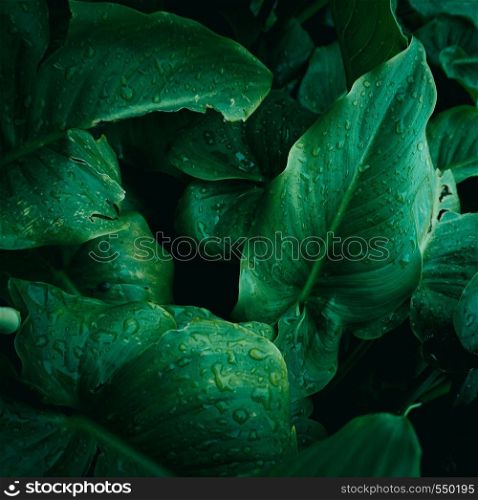 green plant leaves textured in the garden in summer