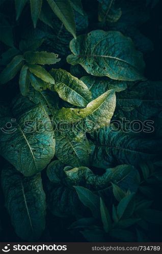 green plant leaves textured in the garden in the nature