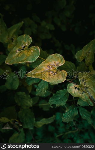 green plant leaves textured in the nature, green background