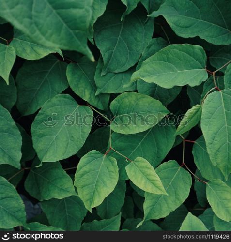 green plant leaves textured in the nature, green background