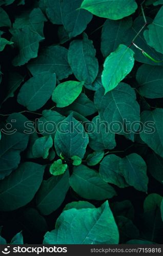 green plant leaves textured in the nature, green background