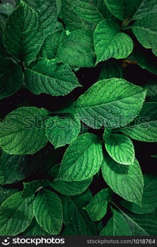 green plant leaves textured in the nature in autumn, green background