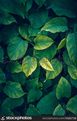 green plant leaves textured in the nature in autumn season, green background