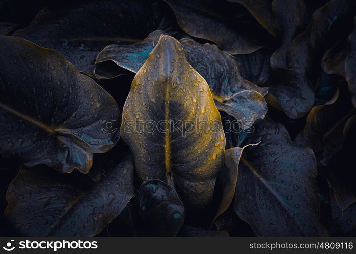 green plant leaves texure