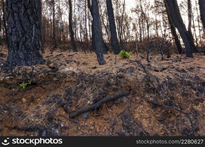 Green plant on the burned trunk in the burned forest in Attica, Greece, after the bushfires at Parnitha Mountain and the districts of Varympompi and Tatoi, in early August 2021. The oak forest has been completely burnt.. Green plant on the burned trunk in the burned forest in Attica, Greece, after the bushfires at Parnitha Mountain and the districts of Varympompi.