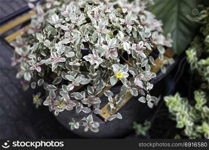 Green plant pot display in the garden, stock photo