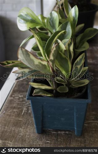 Green plant pot display on shelve, stock photo