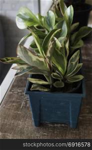 Green plant pot display on shelve, stock photo