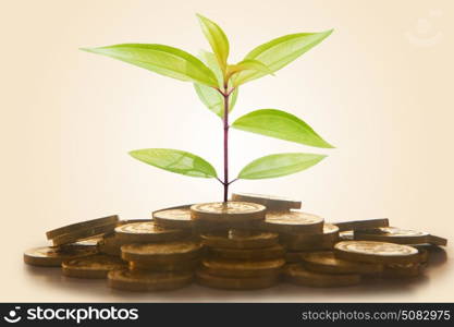 Green plant shoot growing from gold coins