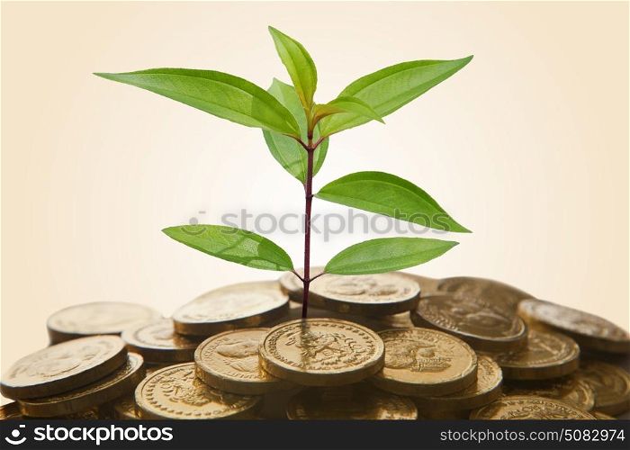 Green plant shoot growing on chocolate coins