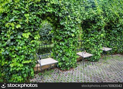 Green plant vine growing on arch with leaves tree and vintage chair in the garden park nature background