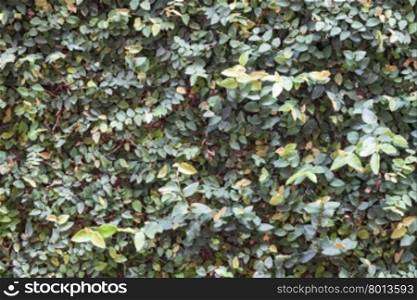 Green plant wall background decorated in garden, stock photo