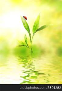 Green plant with a ladybug reflected in water