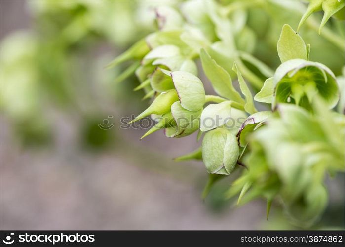 green plant with beautiful flowers