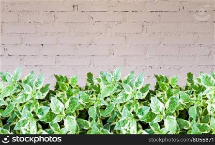 Green plant with brick wall decorated in coffee shop