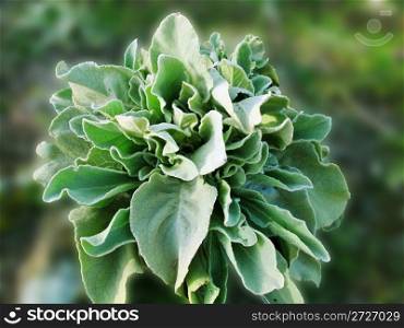 Green plant with form of lettuce
