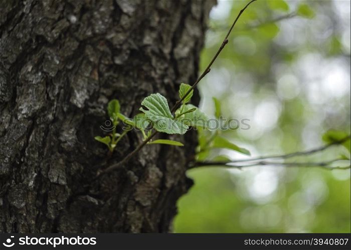 green plant with leaves on the tree