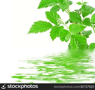 green plant with water reflection on white background