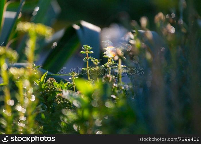 Green plants and flowers   in summer garden
