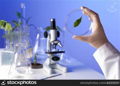 Green plants and scientific equipment in biology laborotary