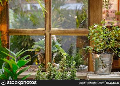 Green plants and trees in a garden with old vintage wooden window. Eco country living and rustic cozy home decoration.