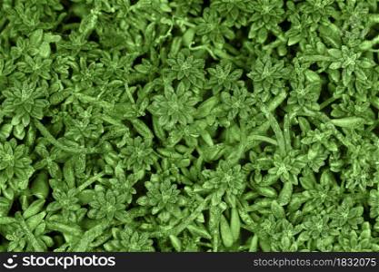 green plants background image
