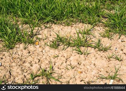 Green plants in dry soil in the summer