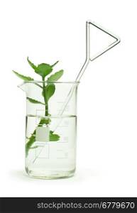 Green plants in laboratory equipment on white background