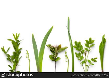 Green plants isolated on white background. Flat lay. Top view