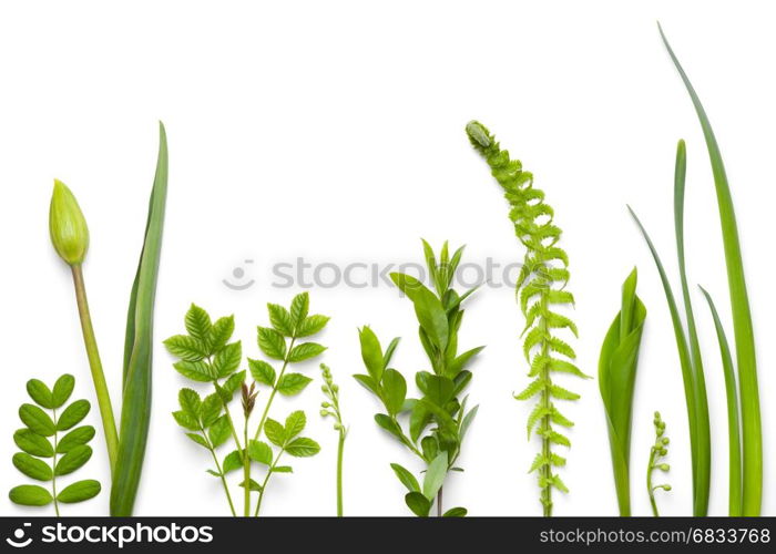 Green plants isolated on white background. Flat lay. Top view