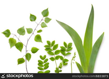 Green plants leaves isolated on white background. Flat lay. Top view