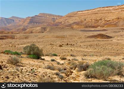 Green Plants of the Negev Desert in Israel