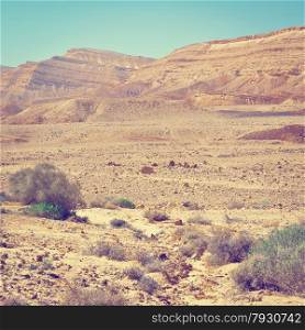 Green Plants of the Negev Desert in Israel, Instagram Effect