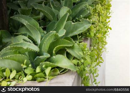 Green Plants On Rooftop Garden, stock photo