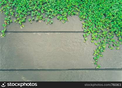 Green plants on wood wall background with copy space.
