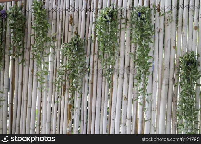 Green plants tropical garden surrounding, stock photo