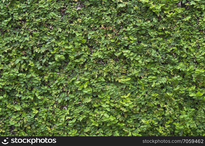 green plants wall