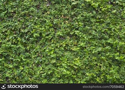 green plants wall