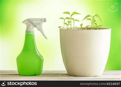 Green plants with a spray can on a wooden table