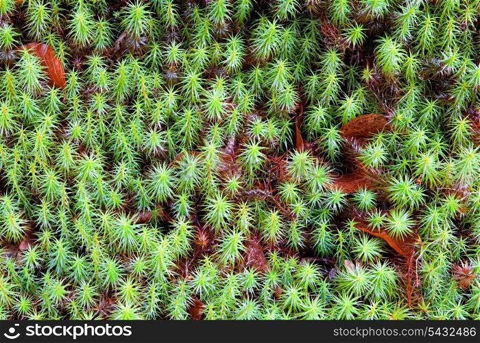 Green plants with brown leaves for wallpaper