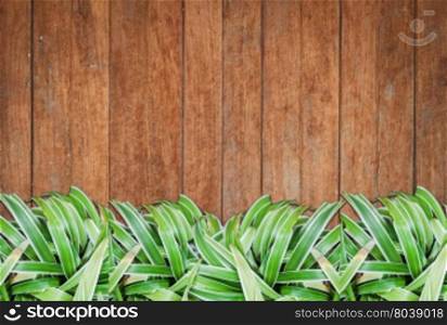 Green plants with old wooden background and texture, stock photo