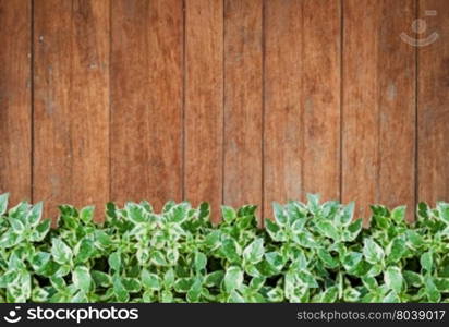 Green plants with old wooden wall background, stock photo