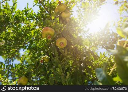 Green pomegranate on tree. Green pomegranate on tree in a garden