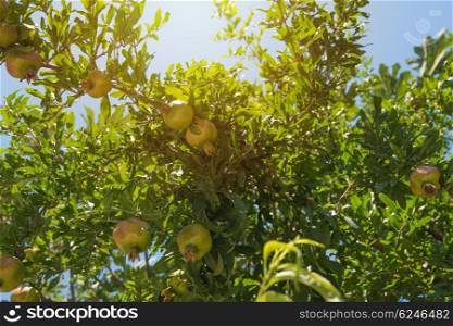 Green pomegranate on tree. Green pomegranate on tree in a garden