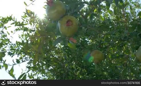 Green pomegranates are growing on the tree, unseen person is touching them.