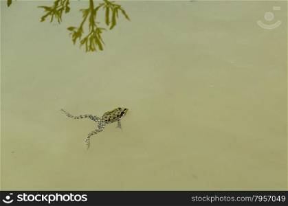 Green pond frog or rana amphibian species aquatic animal swimming in water, Zavet, Bulgaria
