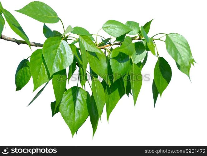 Green poplar leaves isolated on white